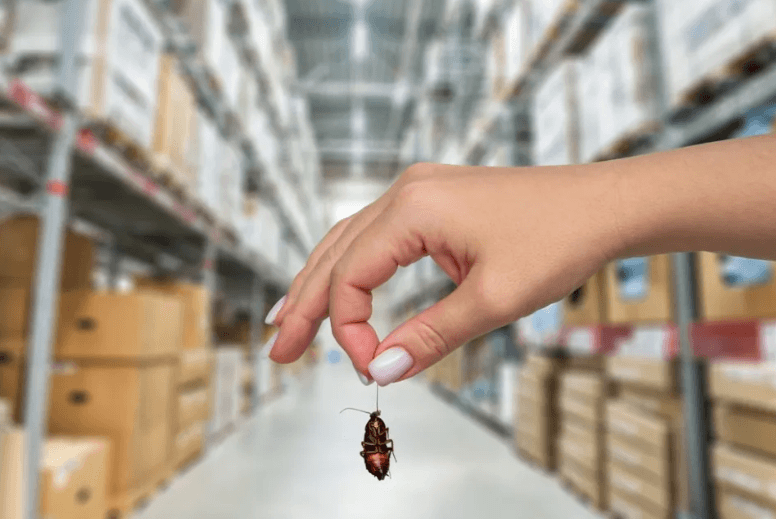 Termite Inspection vs German Cockroach Control: Why Tom's Pest Control Melbourne Leads in Effective Solutions