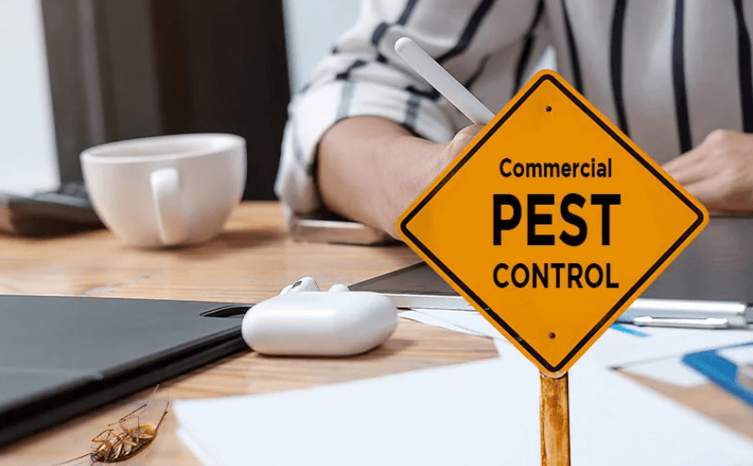 Pest Control Brisbane: Essential Termite Protection for Local Properties