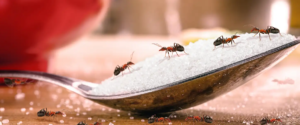 Utah Pest Control Guide: Protect Your Home from Ants, Spiders, Rodents & More